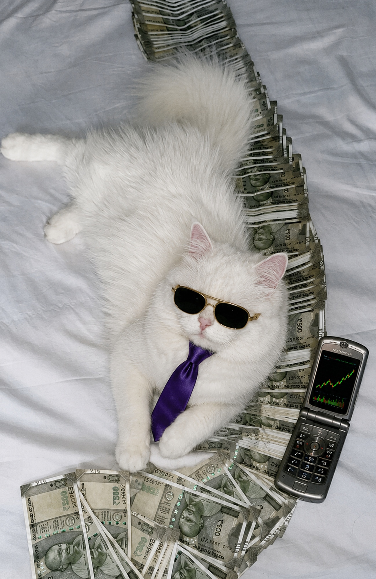 White CATFI cat lying on a bed of cash next to a flip phone with charts